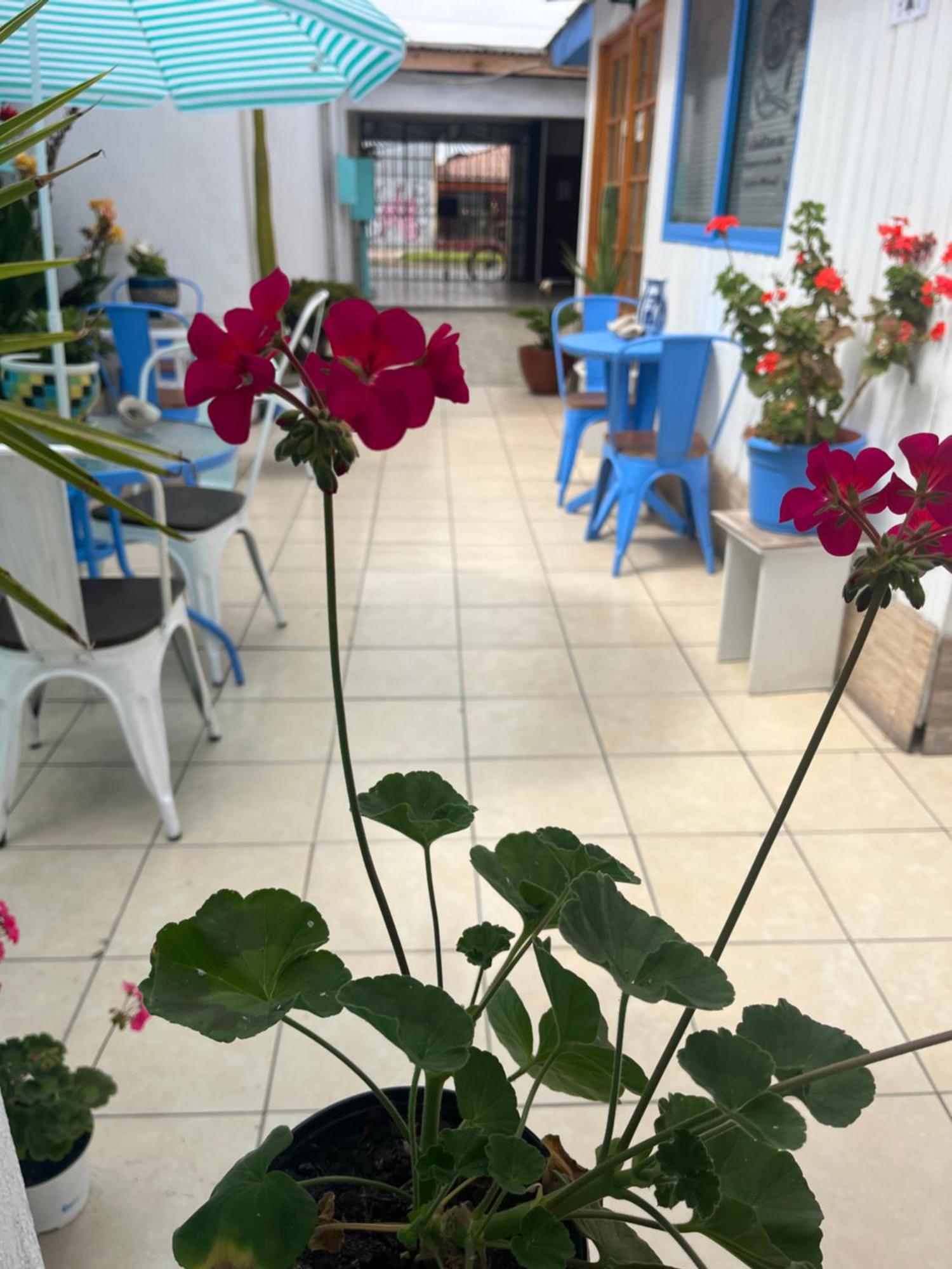 Hostal Avenue La Serena Exterior photo